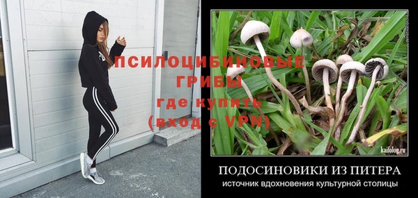стаф Новокубанск